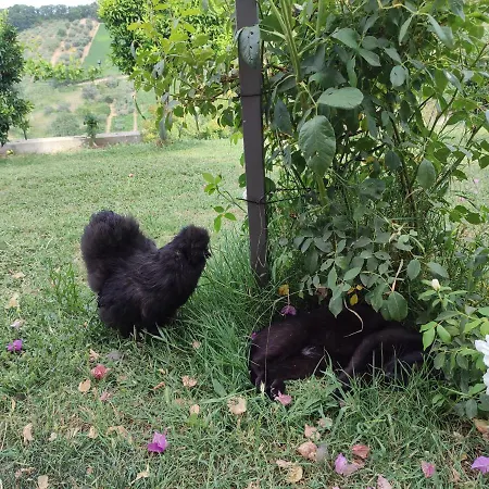 La Casa Di Stefania Lägenhet Pollutri